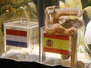 Octopus yang menghebohkan